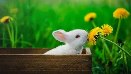 开云体育最新地址-中国男子篮球联赛赛场上演惊天逆转，中国男子篮球比赛